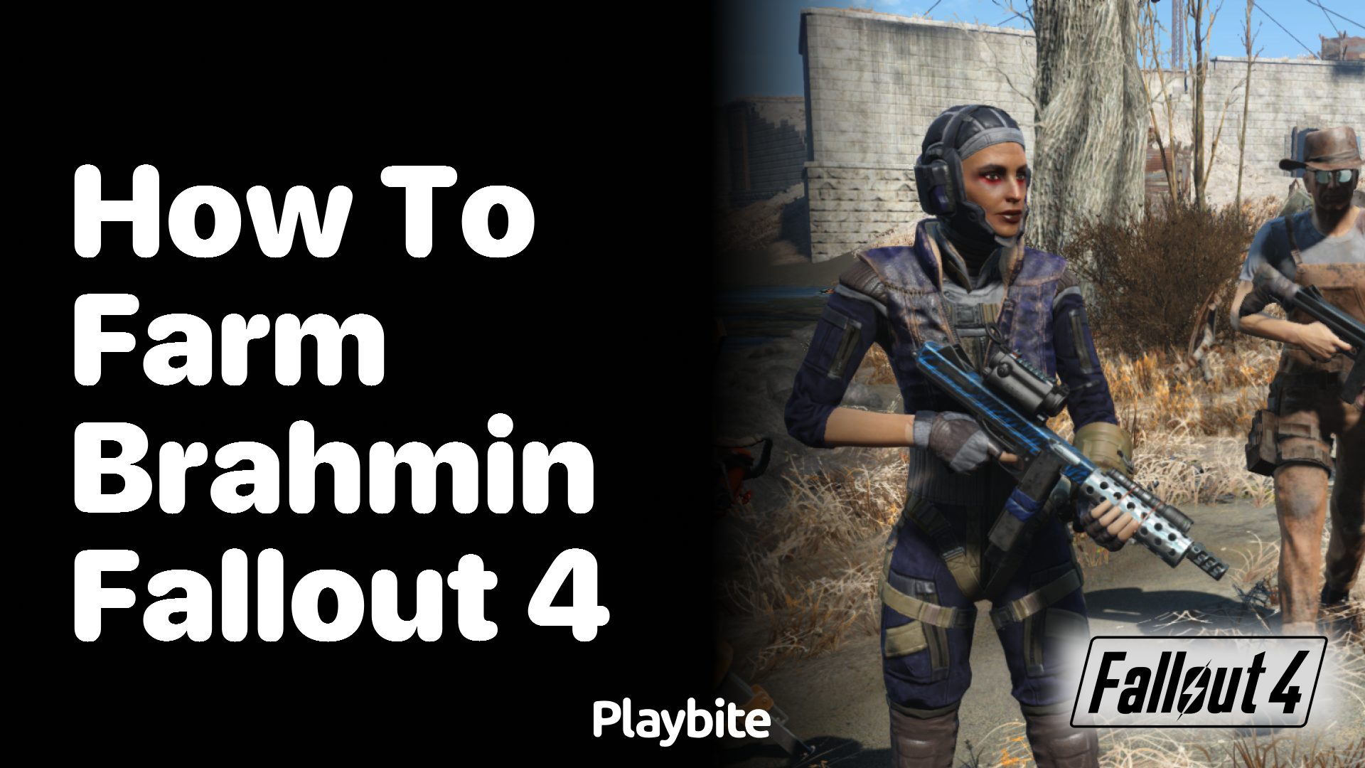 How to farm Brahmin in Fallout 4