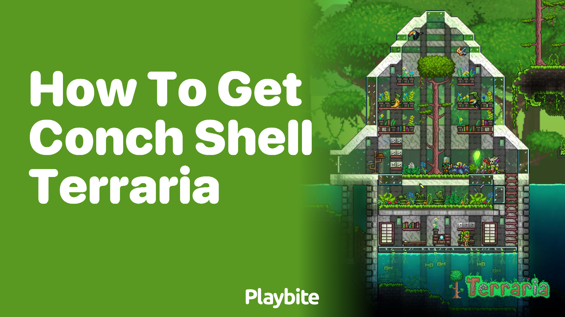 How to Get Conch Shell in Terraria